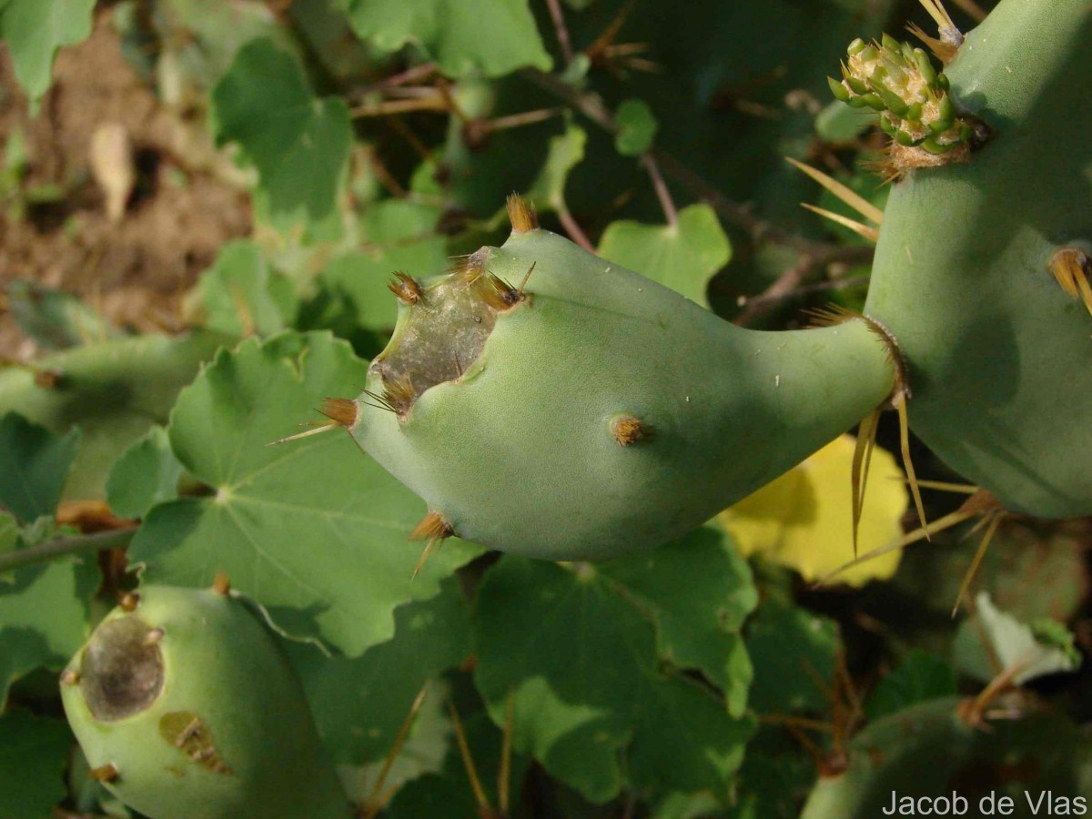 Opuntia dillenii (Ker Gawl.) Haw.